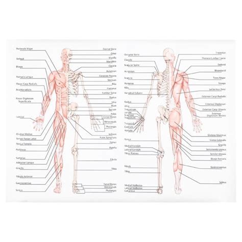 Pc Affiche D Anatomie Humaine Enseignement Du Muscle Squelettique
