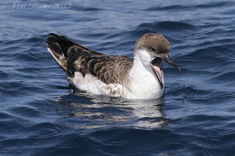Joe Pender Wildlife Photography Great Sooty Balearic And Manx Shearwaters