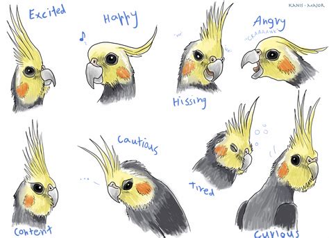 Edit:i wondered what is the effect of flattening an image in adobe photoshop? Cockatiel Expressions by Kanis-Major on DeviantArt