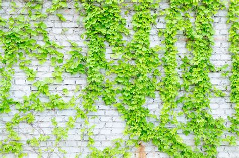 Vines And Walls Stock Image Image Of Vines Design Colors 39546703