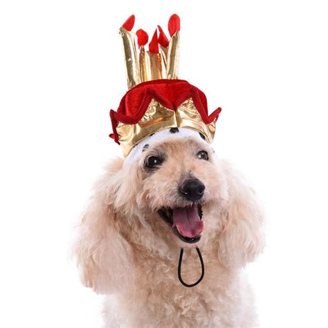Cute Dog Birthday Hat Cutestop