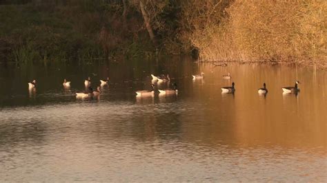 Needham Market Nature Watch A Walk Around Needham Lake Youtube