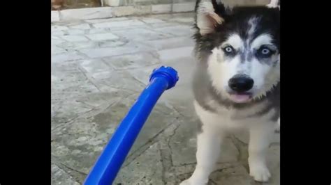 Funny Husky Puppies Compilation Youtube
