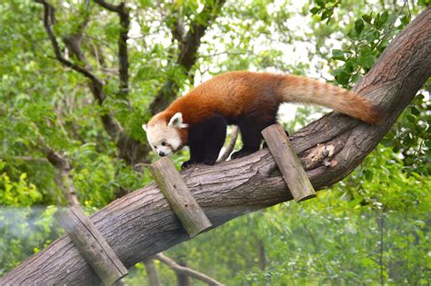 Virginia Zoo Welcomes Masu The Red Panda Virginia Zoo In