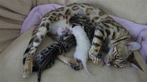 Sarasota Bengals Warning Extreme Cuteness Newborn Bengal Kittens 3