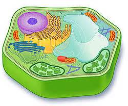Cell organelles are specialized structures of the cell. Plant cell - SignWiki
