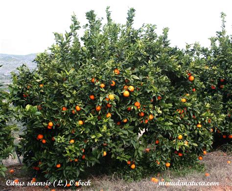 Plants were evaluated for salt tolerance and the mineral balance in the plant cultivation substrate 300 days after seeding. Tolerance of landscape TREE species to Recycled Water ...