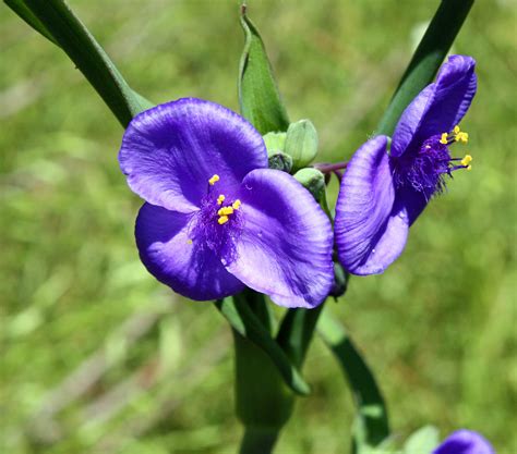 Southern Lagniappe A Beautiful Flower With An Ugly Name