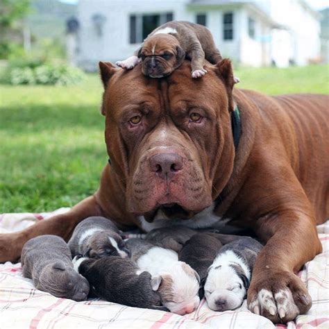 Hulk The Worlds Biggest Pit Bull Cuddles Up To His New Litter