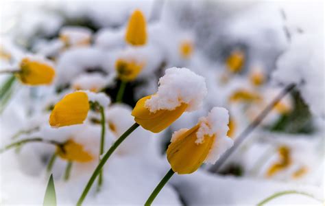 Download Flowers In Snow Wallpaper On By Tayala Snowy Flowers