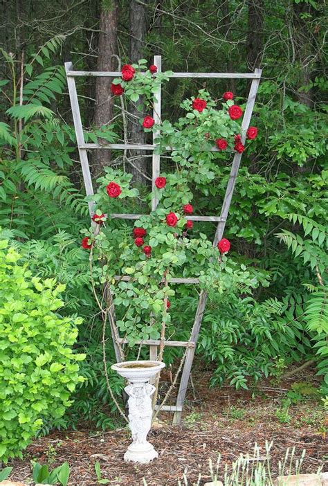 How To Build A Trellis For Climbing Roses Building A Trellis