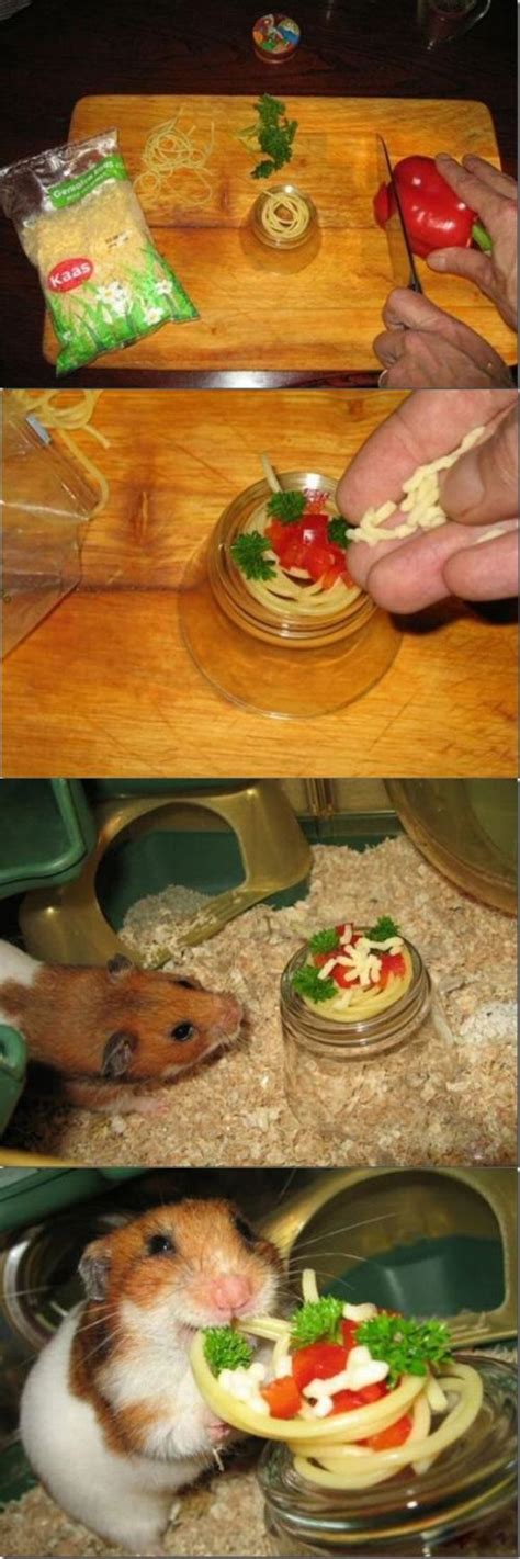 Spaghetti Hamster