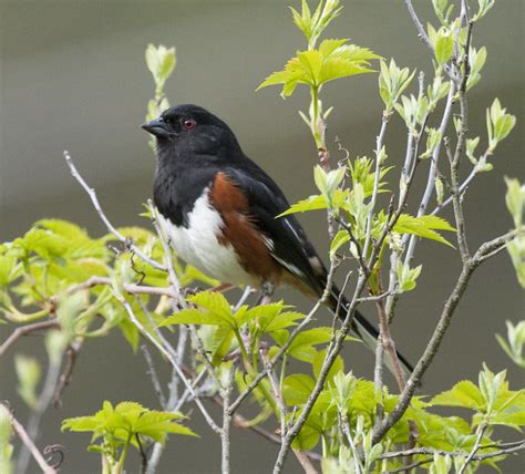 Photo Of The Week Male Eastern Towhee At The Quabbin Res Flickr