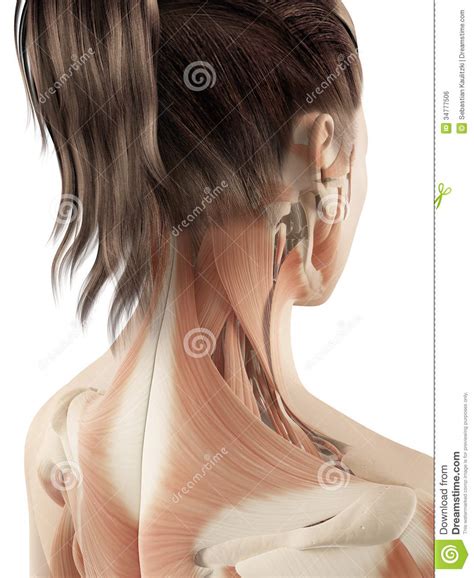 The neck contains seven of these, known as the cervical vertebrae. Female muscles of the neck stock illustration ...