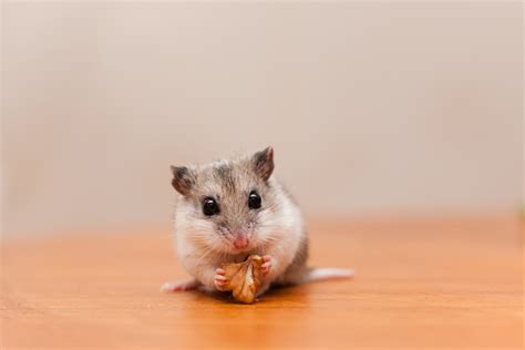 Facts About Dwarf Hamsters Cute Things Come In Small Packages Pet Ponder