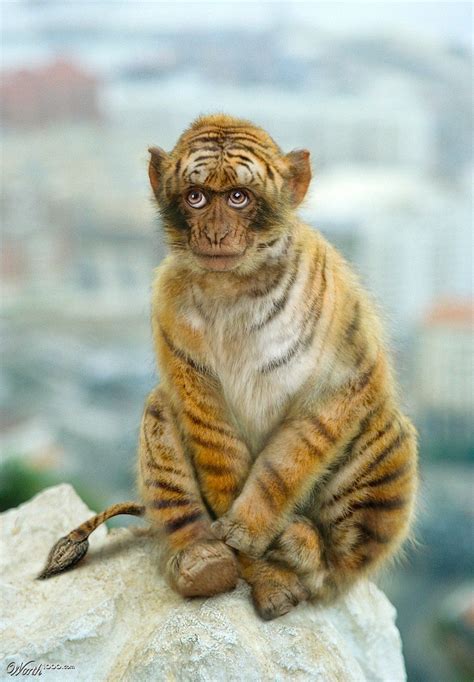 Monkey Tiger Hybrid Cool Animal Hybrids Pinterest