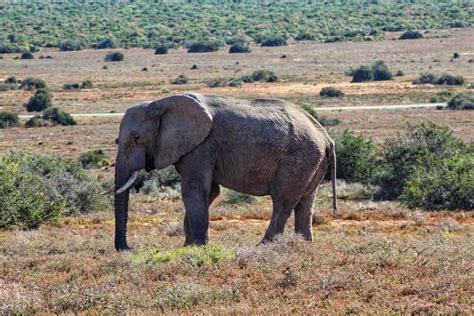 Addo Elephant National Park All Inclusive Full Day Safari Getyourguide