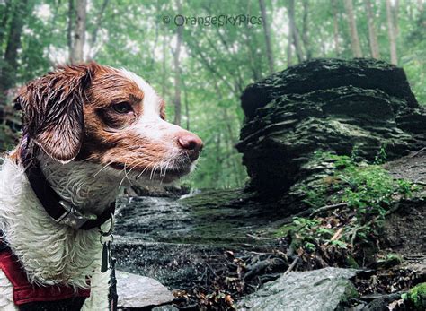 Focus A Wet Dog Smell Photograph By Jordan Chandler