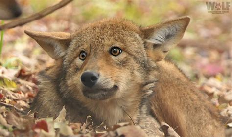 It's the third single selena's released in 2017, following her 2015 album revival. Conservation Groups Sue USFWS to Save Red Wolves from ...