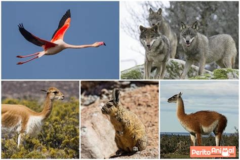 Que Animais Vivem No Deserto