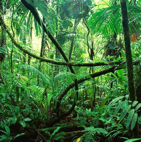 Rainforest Wikiwand