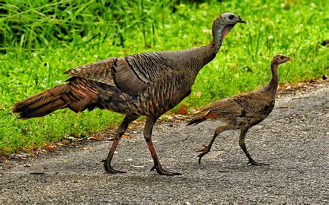 dnr asking for help in counting wild turkeys kglo news