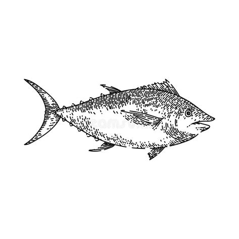 Tuna Fish Sketch Hand Drawn Vector Stock Illustration Illustration Of