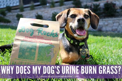 Why Does My Dogs Urine Burn Grass And How Dog Rocks Can Help Dog
