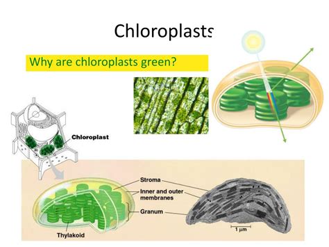 Why must their cells contain mitochondria as well? PPT - Mitochondria are in both cells !! PowerPoint ...