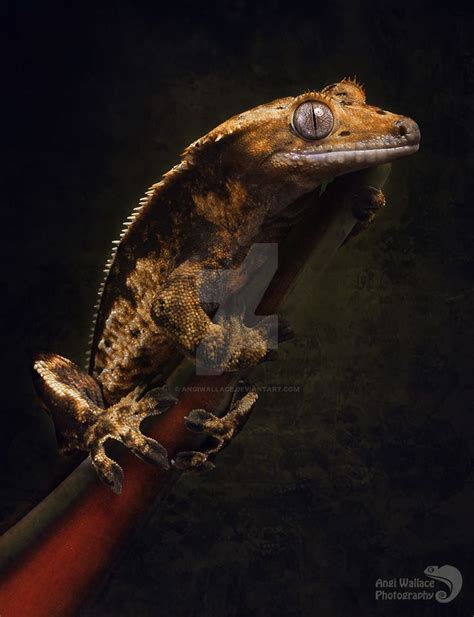 Crested Gecko Portrait By Angiwallace On Deviantart