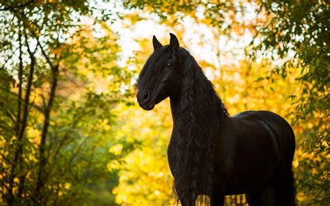 Autumn Horse Wallpapers Top Free Autumn Horse Backgrounds