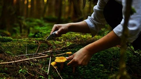 Foraging for fabulous forest fungi on Haida Gwaii | CBC News