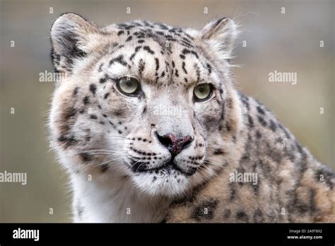 Female Snow Leopard Close Up Stock Photo Alamy