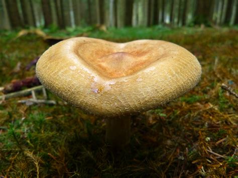 Free Images Nature Forest Autumn Brown Fauna Heart Shaped