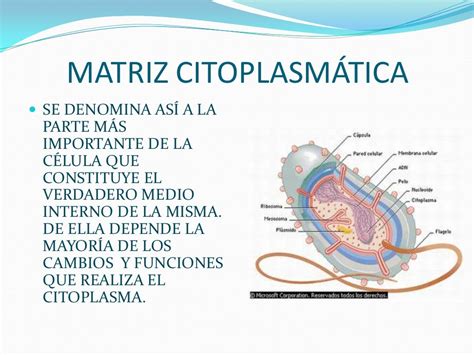 Citoplasma