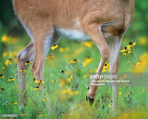 Deer Legs Fotografías E Imágenes De Stock Getty Images