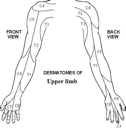Dermatome (Upper limb) | Upper limb, Numbness in hands, Shoulder anatomy