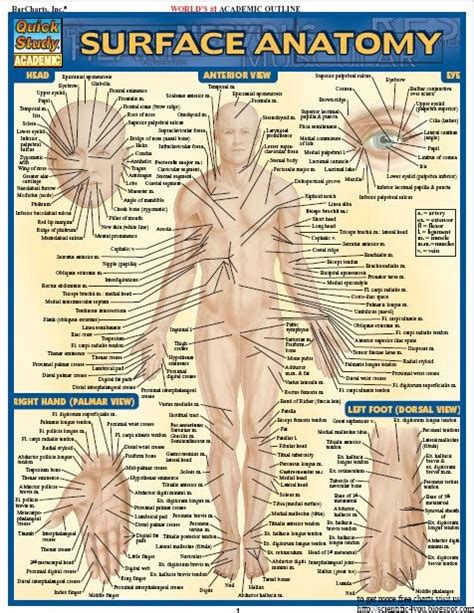 Browse anatomy chart templates and examples you can make with smartdraw. Download Free Book Series: BarCharts QuickStudy Surface ...