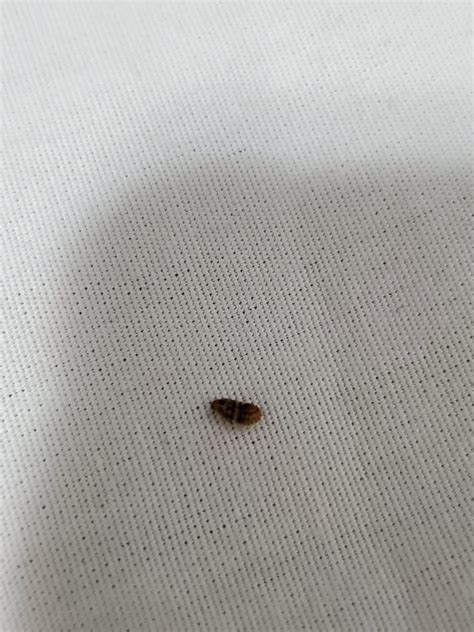 What Do Bed Bug Shells Look Like Uncovering The Mystery Behind Bugs