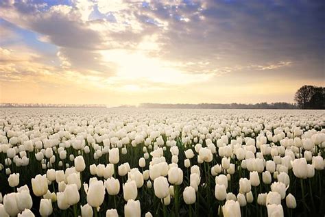 185800 White Tulips Stock Photos Pictures And Royalty Free Images Istock