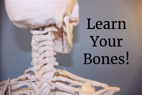 Learning The Bones Of The Human Body Ultimate Skeleton
