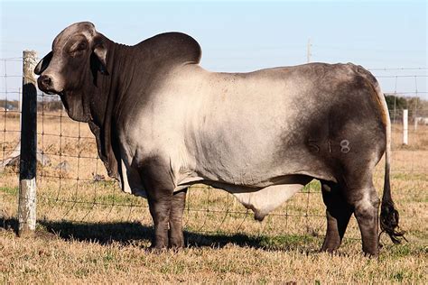 Brahman Cattle The Brahman Cattle Breed The Namibian All About The