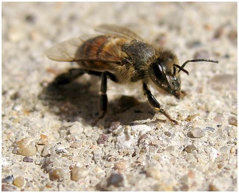 Filehoney Bee 10 24 09 Wikimedia Commons