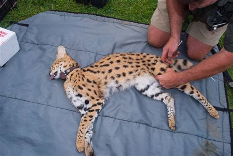 Rescue To Release An Orphaned Serval On The Road Back To The