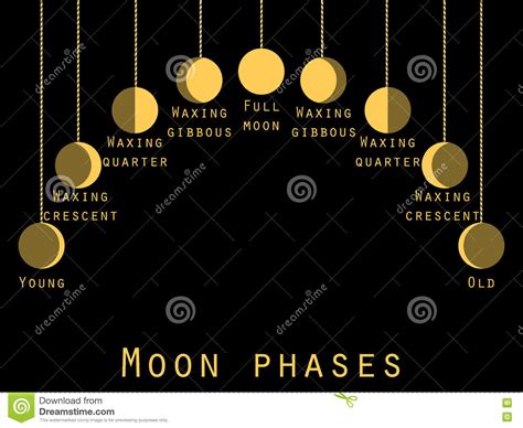 The Phases Of The Moon Lunar Phase Moon Stages Stock Vector