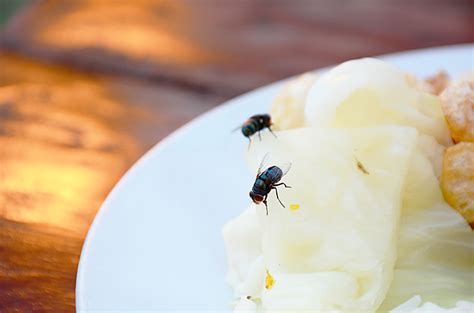 Ini Alasan Mengapa Telur Lalat Di Makanan Berbahaya