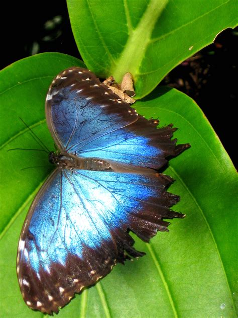 See blue morpho butterfly stock video clips. Peleides Blue Morpho Butterfly at Green Hills Butterfly Ranch