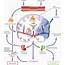 Stroke And The Immune System From Pathophysiology To New Therapeutic 