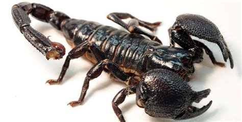 25 Cool Scorpion Facts Most People May Not Be Aware Of Scorpion