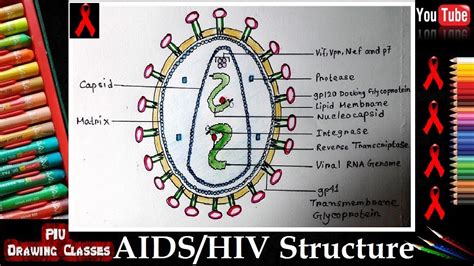 Diagram Hiv And Aids Diagram Mydiagramonline